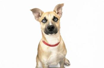 Labrador Retriever and Mixed Breed Dogs Available for Adoption in Fort Lauderdale, Florida - LILLY | PetCurious