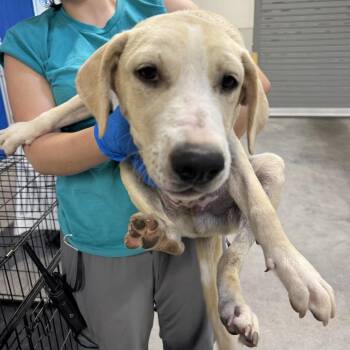 Blondie -  Mixed Breed Dog for Adoption in Las Cruces, New Mexico - Blondie | PetCurious
