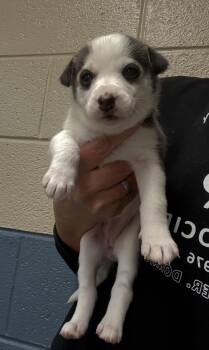 Rescue Australian Shepherd and Husky Dogs for Adoption in Hiawatha, Kansas - Koda’s Female Pups | PetCurious