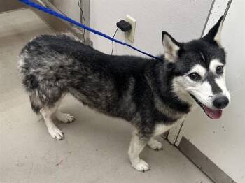 Husky and Mixed Breed Dogs Available for Adoption - CHARM | PetCurious