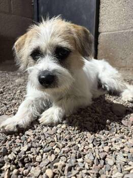 Rescue Shih Tzu Dogs for Adoption in Phoenix, Arizona - Teacup | PetCurious