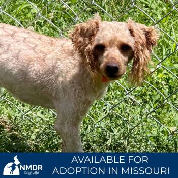 Liam - Missouri JN26-75 -  Miniature Poodle Dog for Adoption in Peyton, Colorado - Liam - Missouri JN26-75 | PetCurious