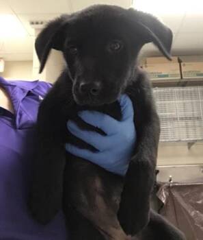 Labrador Retriever Dogs Available for Adoption - DAFFODIL | PetCurious