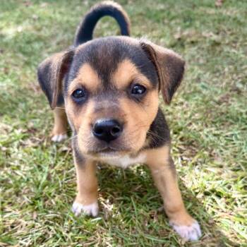 Cooper_2 -  Beagle and Mixed Breed Dog for Adoption in Opelika, Alabama - Cooper_2 | PetCurious