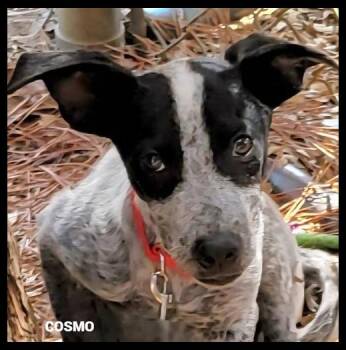 Rescue Australian Cattle Dog Blue Heeler Dogs for Adoption in Granbury, Texas - Cosmo | PetCurious