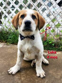 Great Pyrenees Dogs Available for Adoption in Elkhorn, Wisconsin - Luka | PetCurious
