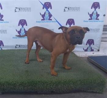 Boxer and Mixed Breed Dogs Available for Adoption in Orlando, Florida - ELLIE ROSE | PetCurious