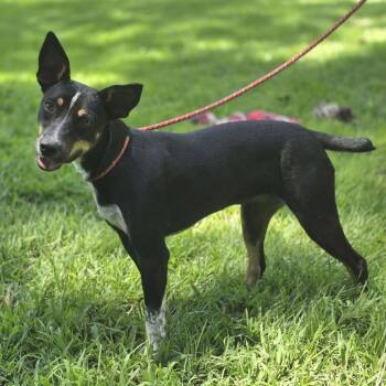 Daisey -  Rat Terrier Dog for Adoption in Locust Fork, Alabama - Daisey | PetCurious