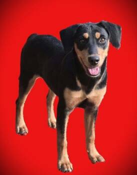 Rose -  Mixed Breed and Hound Dog for Adoption in Acworth, Georgia - Rose | PetCurious