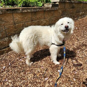 Great Pyrenees Dogs Available for Adoption in Falls Church, Virginia - Snow | PetCurious