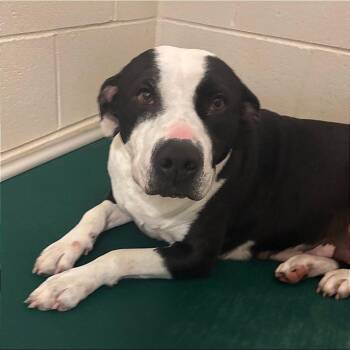 Willow - 021302U -  Terrier and Mixed Breed Dog for Adoption in Tupelo, Mississippi - Willow - 021302U | PetCurious