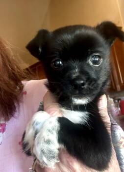 Chihuahua Dogs Available for Adoption - Mighty Mouse | PetCurious