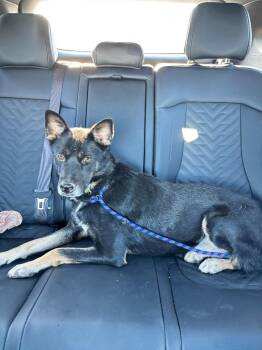 Brandy -  Shepherd Dog for Adoption in Millcreek, Utah - Brandy | PetCurious