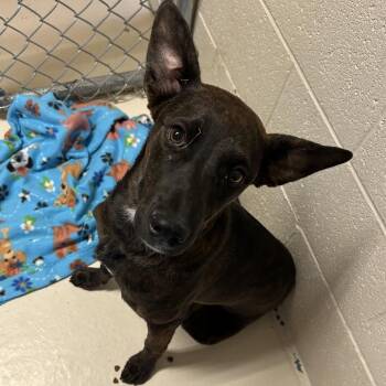 Vivi -  Shepherd and Mixed Breed Dog Available for Adoption in Wickenburg, Arizona - Vivi | PetCurious