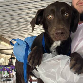 Nutella -  Chocolate Labrador Retriever Dog for Adoption in Edinburg, Texas - Nutella | PetCurious