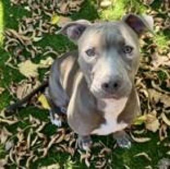 Rescue Pit Bull Terrier Dogs for Adoption in Fort Worth, Texas - Stella | PetCurious