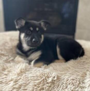 German Shepherd Dog and Siberian Husky Dogs Available for Adoption - Eli | PetCurious