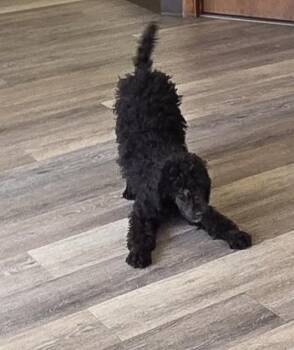 ARIS -  Standard Poodle Dog for Adoption in Woodsfield, Ohio - ARIS | PetCurious