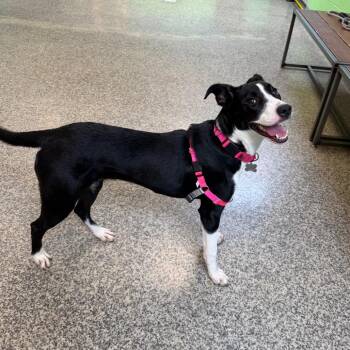 Sweet Pea -  Terrier and Border Collie Dog for Adoption in Falls Church, Virginia - Sweet Pea | PetCurious