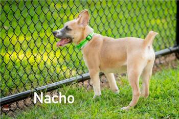 Nacho -  Carolina Dog Dog for Adoption in Douglas, Massachusetts - Nacho | PetCurious