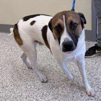 Myloh -  Hound and Mixed Breed Dog for Adoption in Madisonville, Tennessee - Myloh | PetCurious