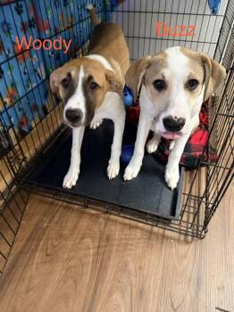 Buzz -  Great Pyrenees and Mixed Breed Dog for Adoption in Chattanooga, Tennessee - Buzz | PetCurious