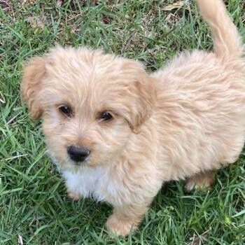 Shih Tzu Dogs Available for Adoption in Tylertown, Mississippi - Frere Jacques | PetCurious