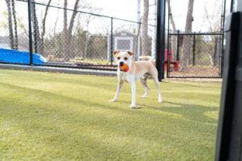 Mixed Breed Dogs Available for Adoption - Sparky | PetCurious