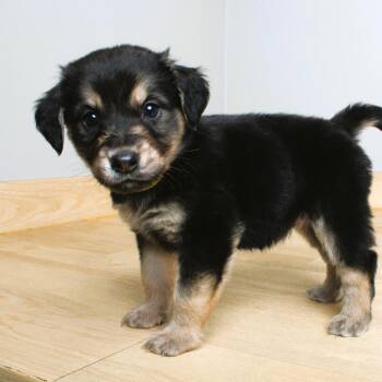 Bacon D69485 -  Labrador Retriever and Spaniel Dog for Adoption in Minnetonka, Minnesota - Bacon D69485 | PetCurious