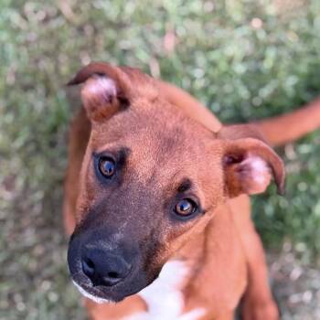 Little Rocky (20260917-04) -  Shepherd Dog for Adoption in Niagara Falls, Ontario - Little Rocky (20260917-04) | PetCurious