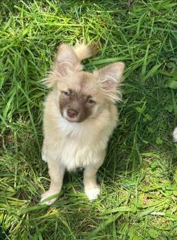 Rescue Pomeranian Dogs for Adoption in Powell, Tennessee - The Pom Puffs | PetCurious