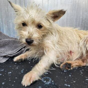 Terrier Dogs Available for Adoption in San Antonio, Texas - LILY PEARL | PetCurious