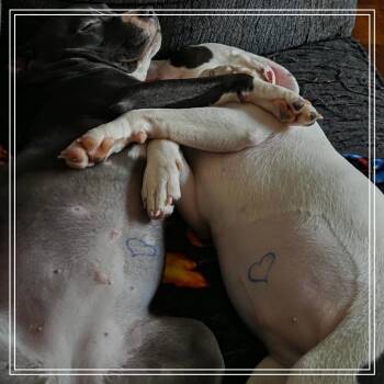 American Staffordshire Terrier and Mixed Breed Dogs Available for Adoption - Cricket | PetCurious