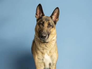 German Shepherd Dog and Mixed Breed Dogs Available for Adoption in Phoenix, Arizona - REX | PetCurious