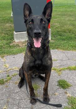 Rescue Dutch Shepherd Dogs for Adoption in Saint-basile, Quebec - Ares | PetCurious