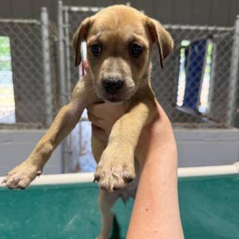 Rosalina 061606A -  Labrador Retriever Dog for Adoption in Amory, Mississippi - Rosalina 061606A | PetCurious
