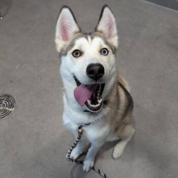 Pawdrey Hepburn -  Husky and Mixed Breed Dog for Adoption in Phoenix, Arizona - Pawdrey Hepburn | PetCurious