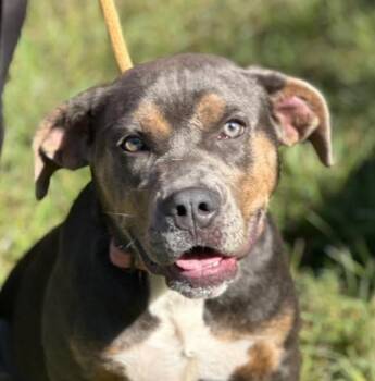 Ruby -  Staffordshire Bull Terrier and Mixed Breed Dog for Adoption in Madison, Georgia - Ruby | PetCurious