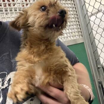 Creed -  Yorkshire Terrier Dog for Adoption in Trenton, Missouri - Creed | PetCurious