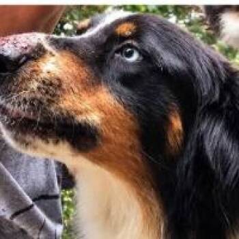 Sailor -  Australian Shepherd Dog for Adoption in Monticello, New York - Sailor | PetCurious