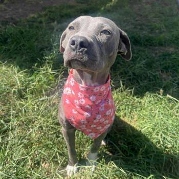 Rescue American Staffordshire Terrier Dogs for Adoption in Pittsburgh, Pennsylvania - Rylee | PetCurious
