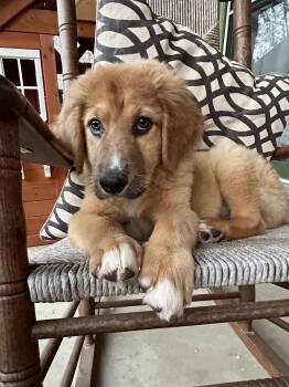 Great Pyrenees and Golden Retriever Dogs Available for Adoption - SKYE | PetCurious