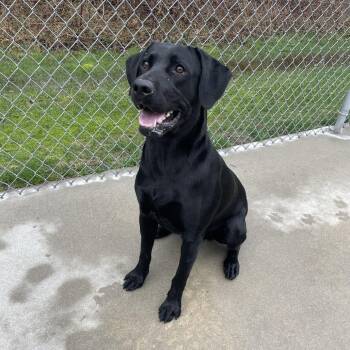 Black Labrador Retriever Dogs Available for Adoption in South Haven, Michigan - Bear | PetCurious