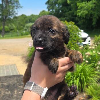 CT Leo avail Jun 13 (Four Town Craft Fair- Somers, CT) -  Shepherd and Mixed Breed Dog for Adoption in Eastford, Connecticut - CT Leo Avail Jun 13 (Four Town Craft Fair- Somers, CT) | PetCurious