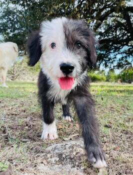 Chicago -  Australian Shepherd and Bearded Collie Dog for Adoption in Boerne, Texas - Chicago | PetCurious