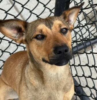 Basset Hound Dogs Available for Adoption in Tulsa, Oklahoma - MELANIE | PetCurious