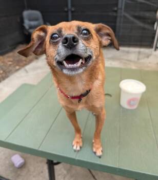 Dwight -  Chihuahua Dog for Adoption in Healdsburg, California - Dwight | PetCurious