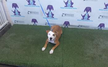 Pit Bull Terrier and Mixed Breed Dogs Available for Adoption in Orlando, Florida - SKIPPER | PetCurious