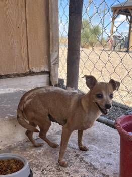 Rescue Chihuahua Dogs for Adoption in Deming, New Mexico - Sissy | PetCurious