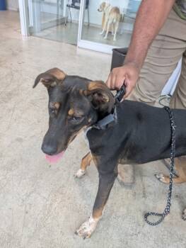 Rescue Shepherd and Mixed Breed Dogs for Adoption in Fort Worth, Texas - 59669619 | PetCurious